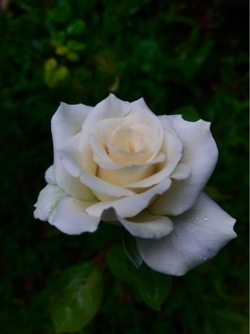 rose flowers