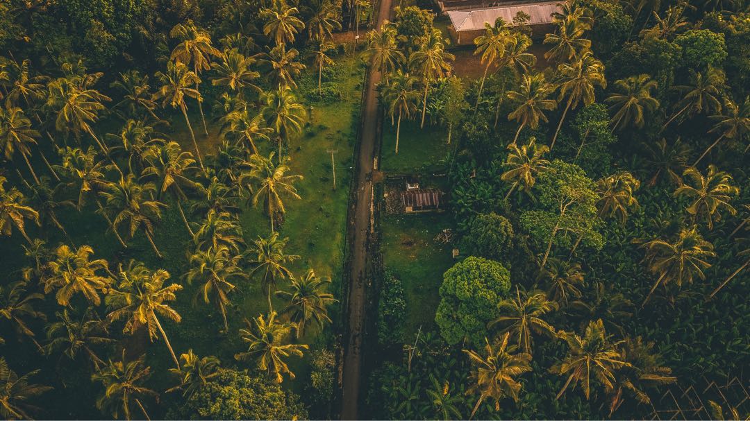 Pohon Kelapa Yang Masih Rindang 🌴 