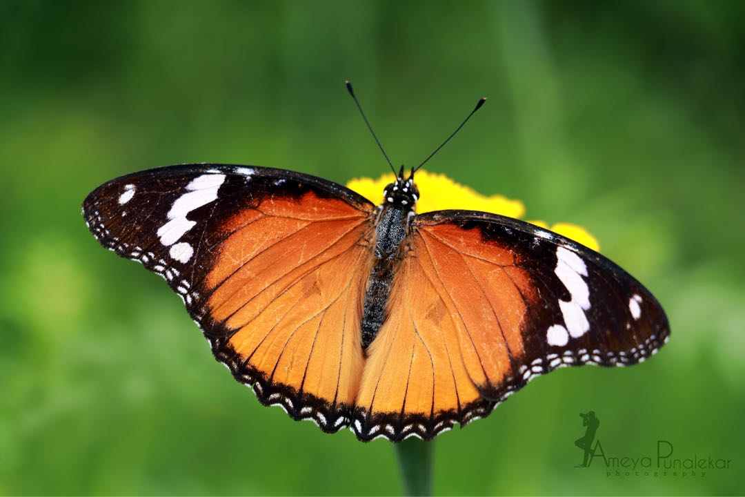 Daniad Egg Fly. 