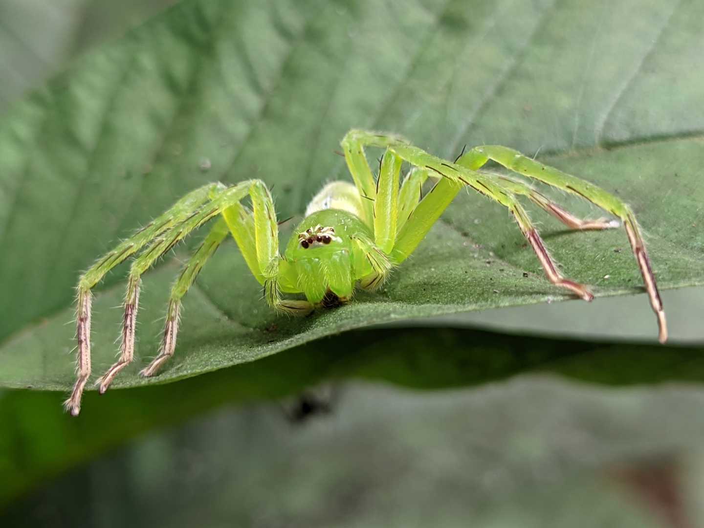Gnathopalystes