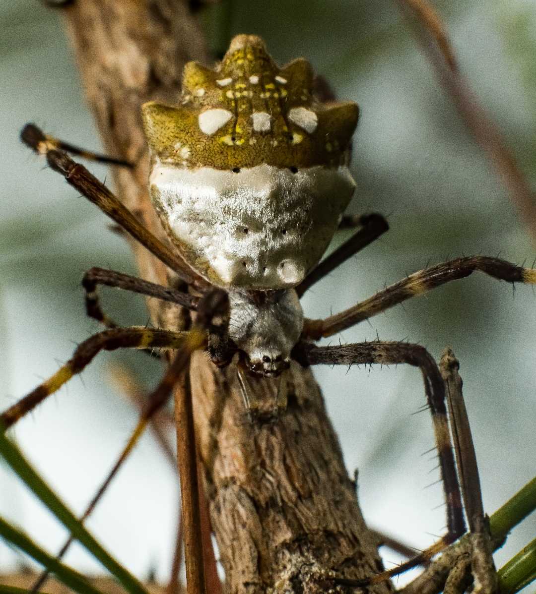 Araña Macro