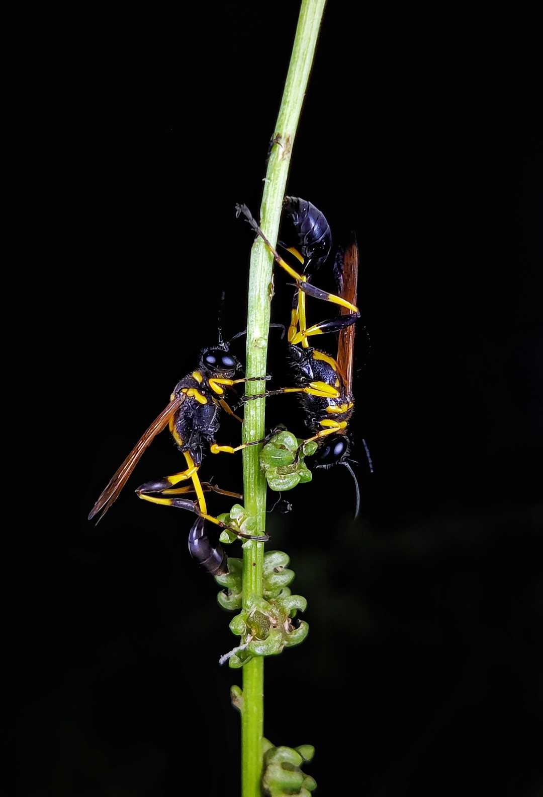 Wasps 