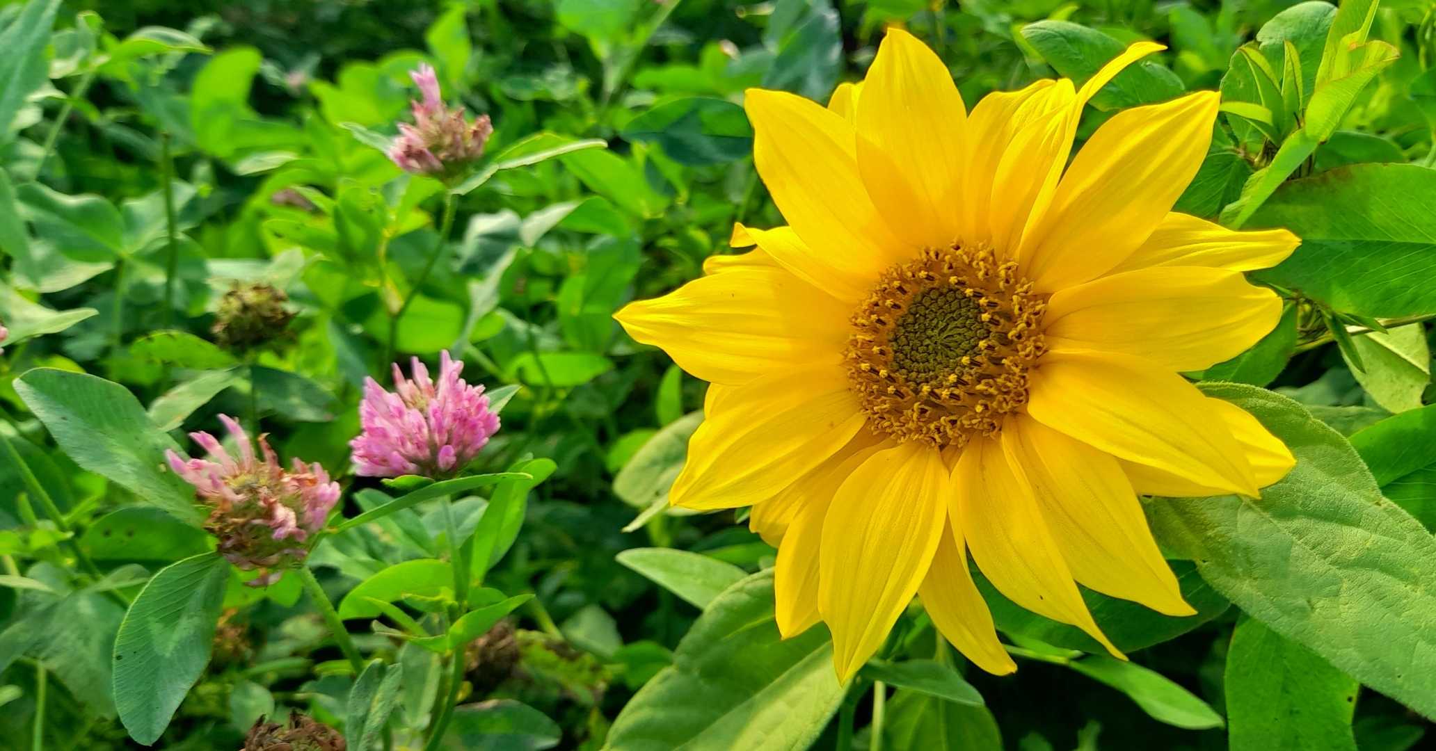 flower of the sun