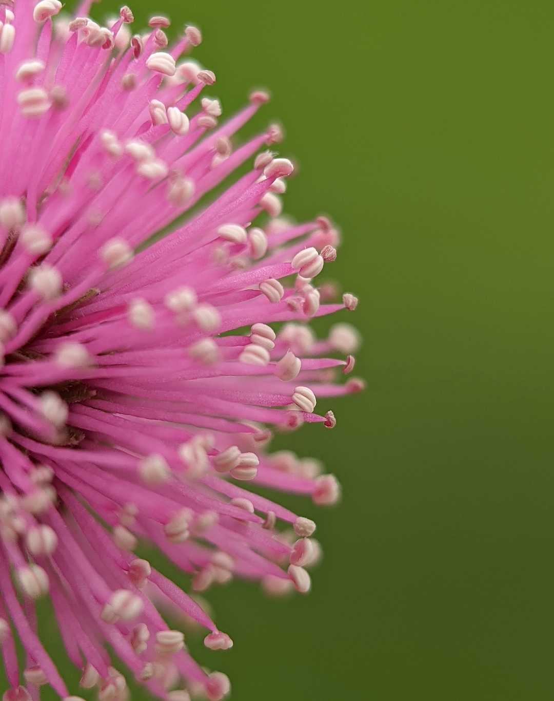 Shameplant