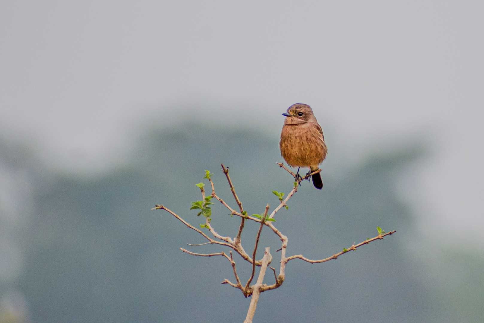 Gitting Cristicola
