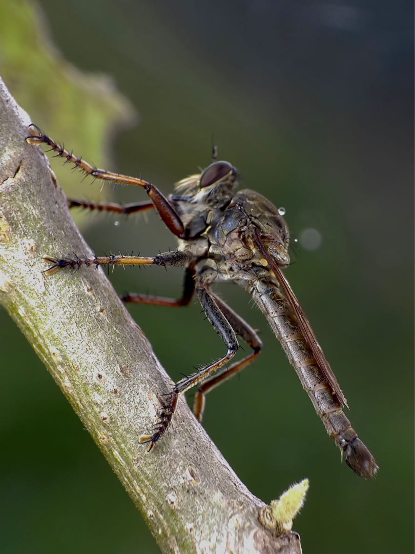 Robber Fly