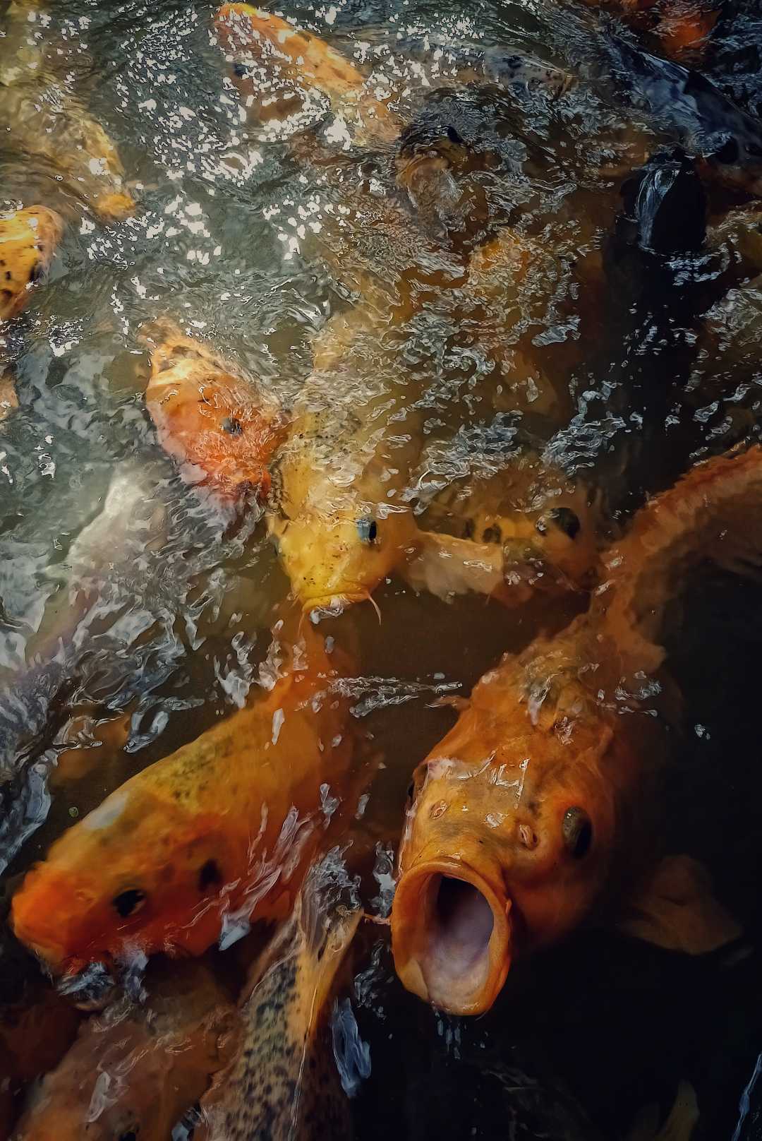Ikan Mas Koi