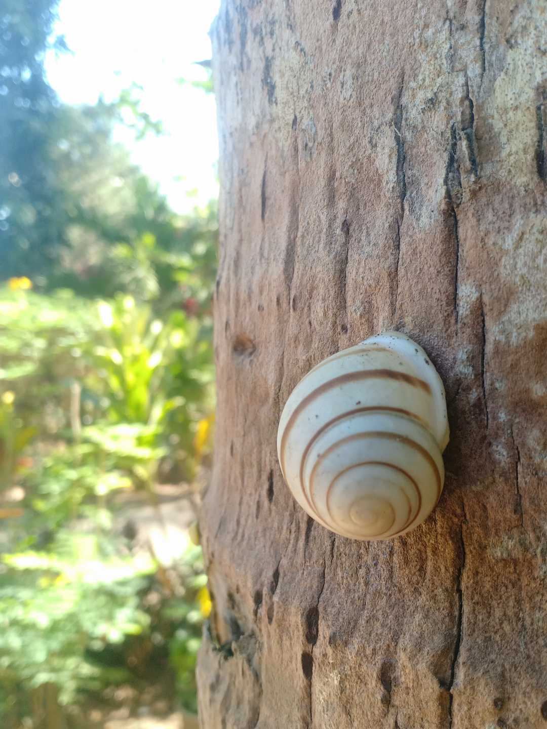 The White Snails