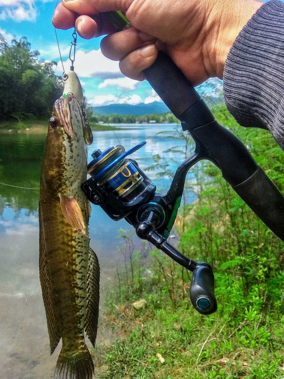 Ikan Gabus