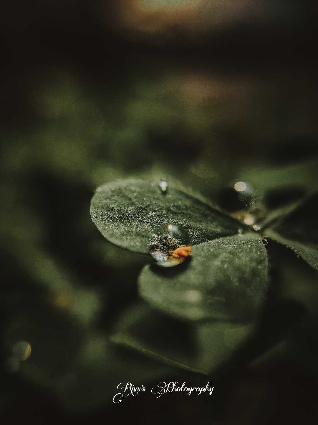 Dew Shot