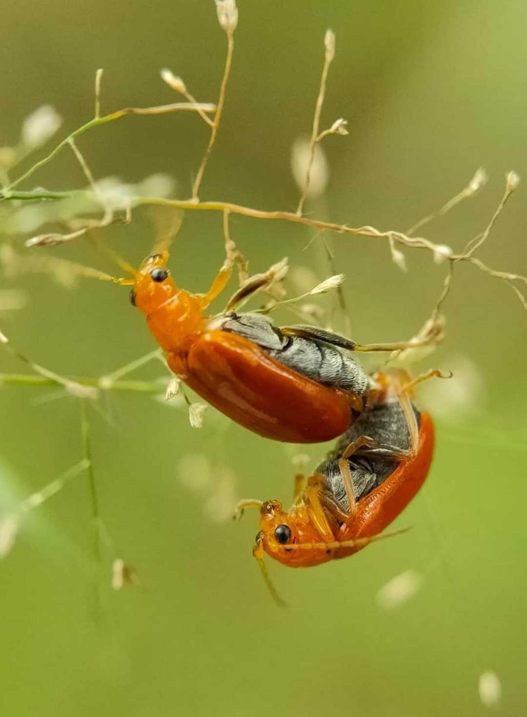 Pumpkin Bettle