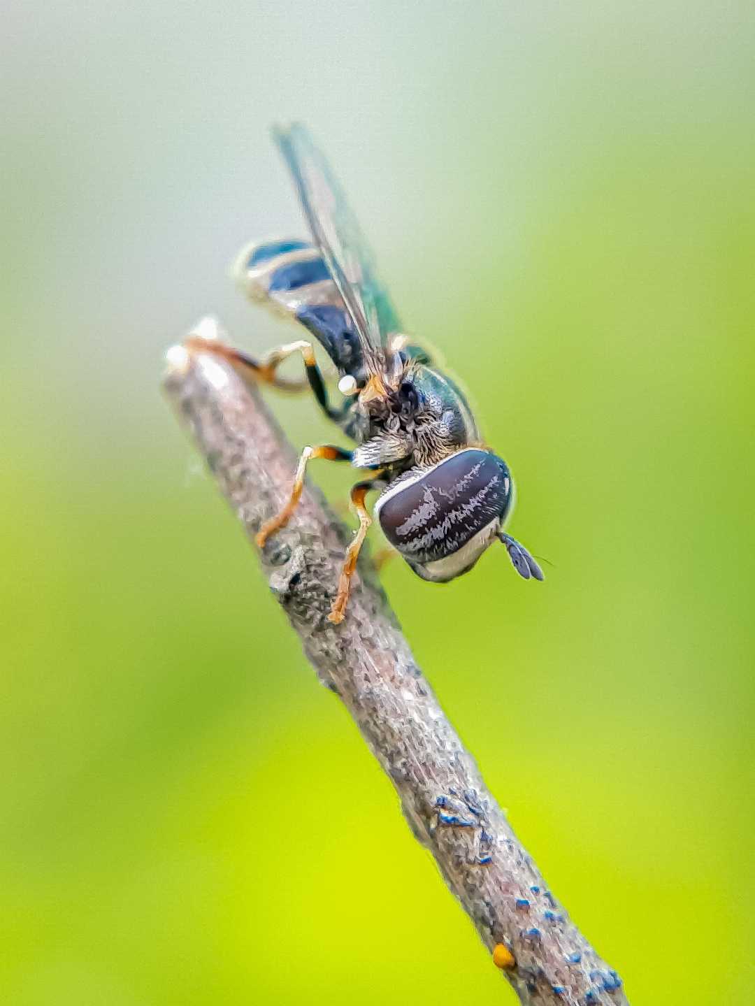 Hoverfly.