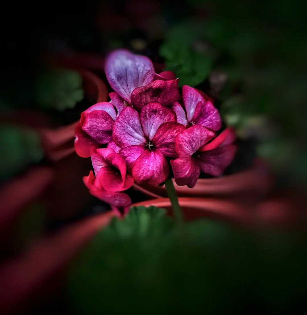 Flowers 🌺 love