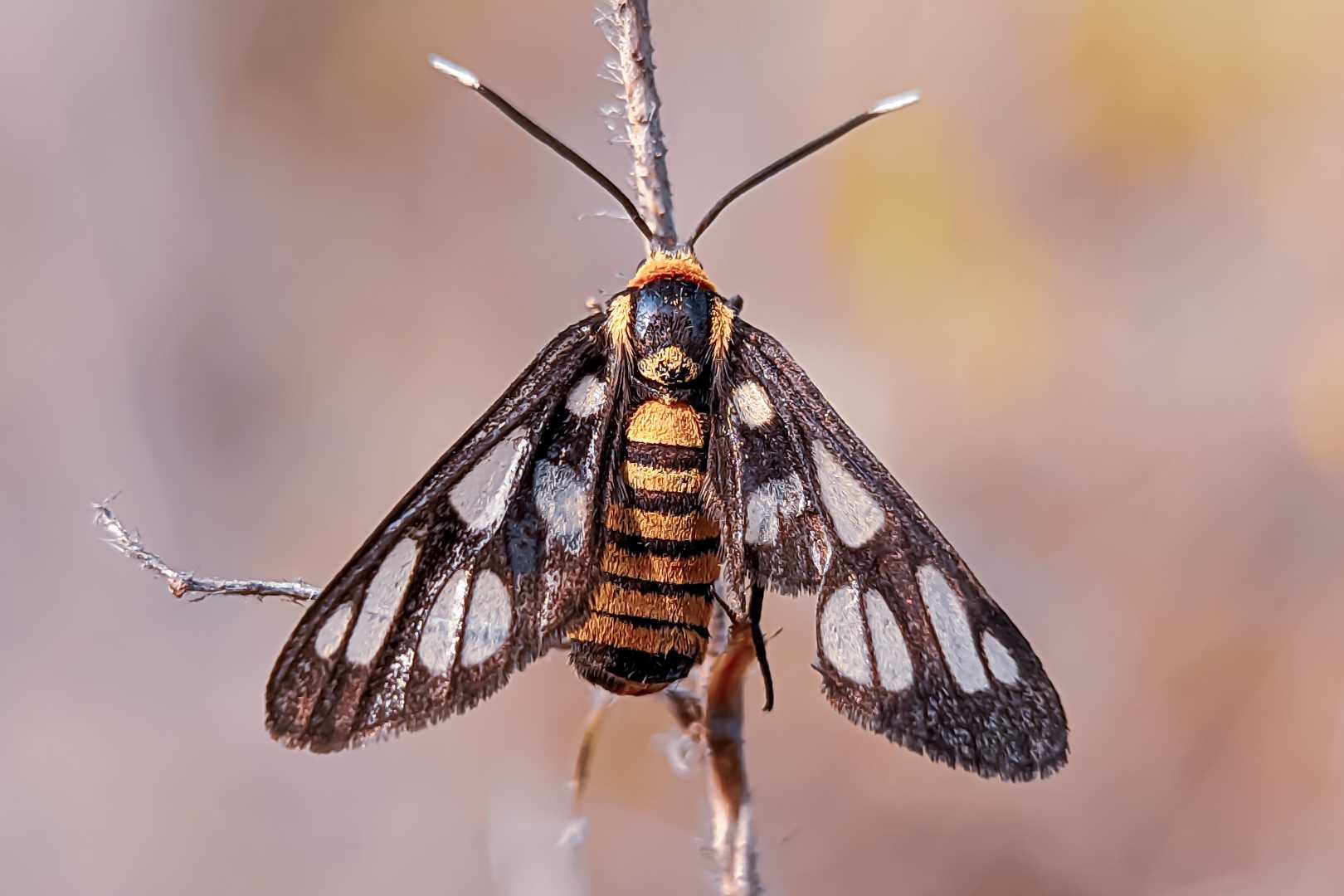 Amata huebneri