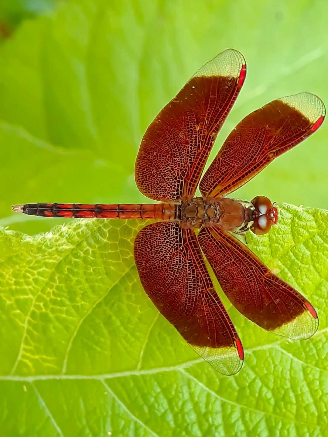 NEUROTHEMIS FULVIA