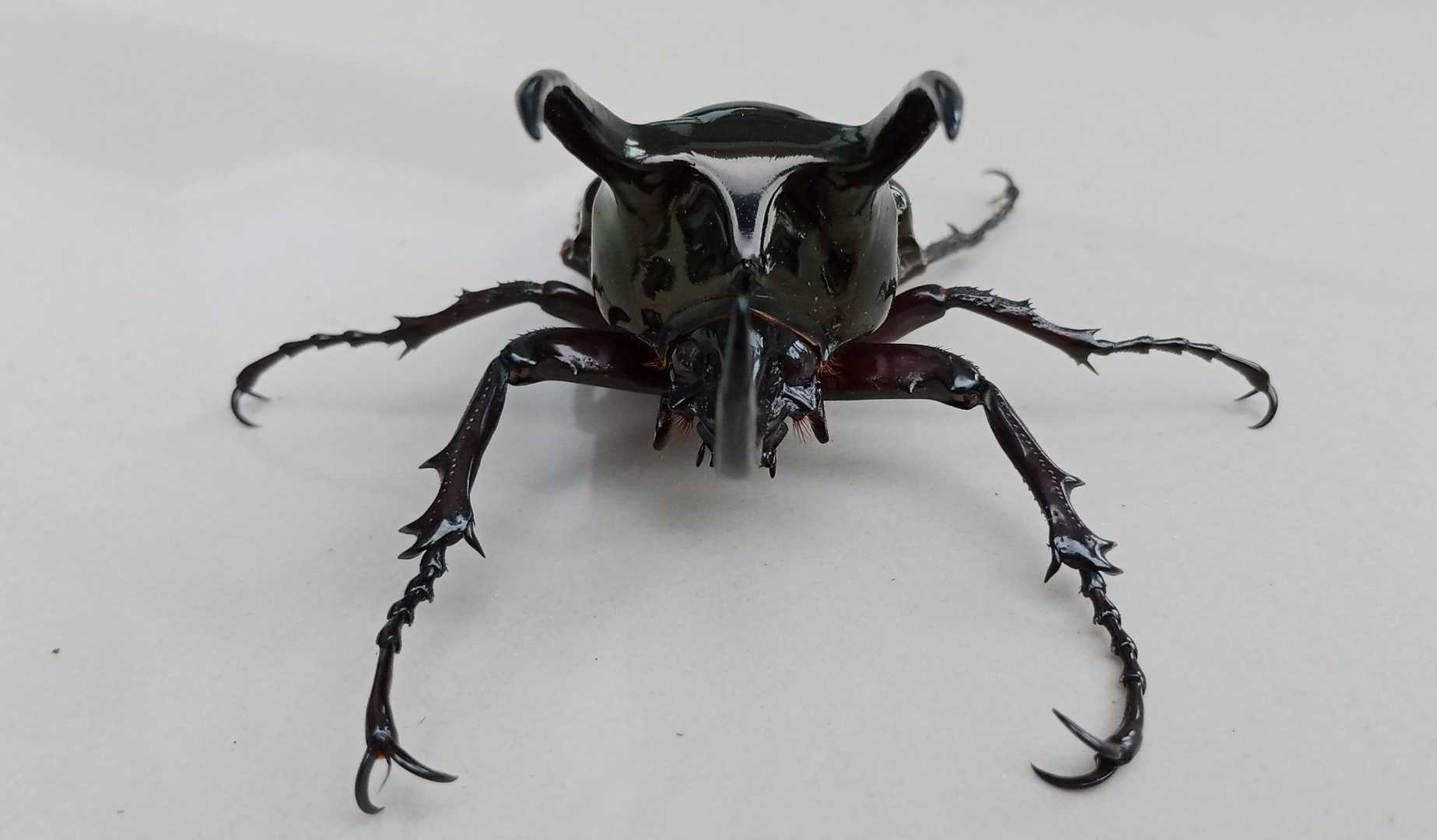Kabuto 