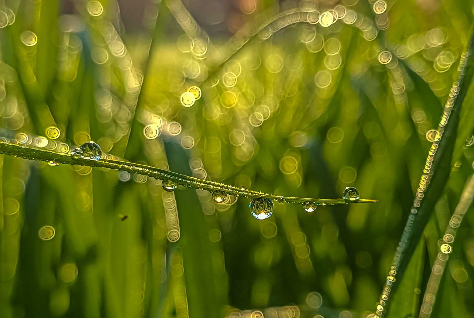 Drops 