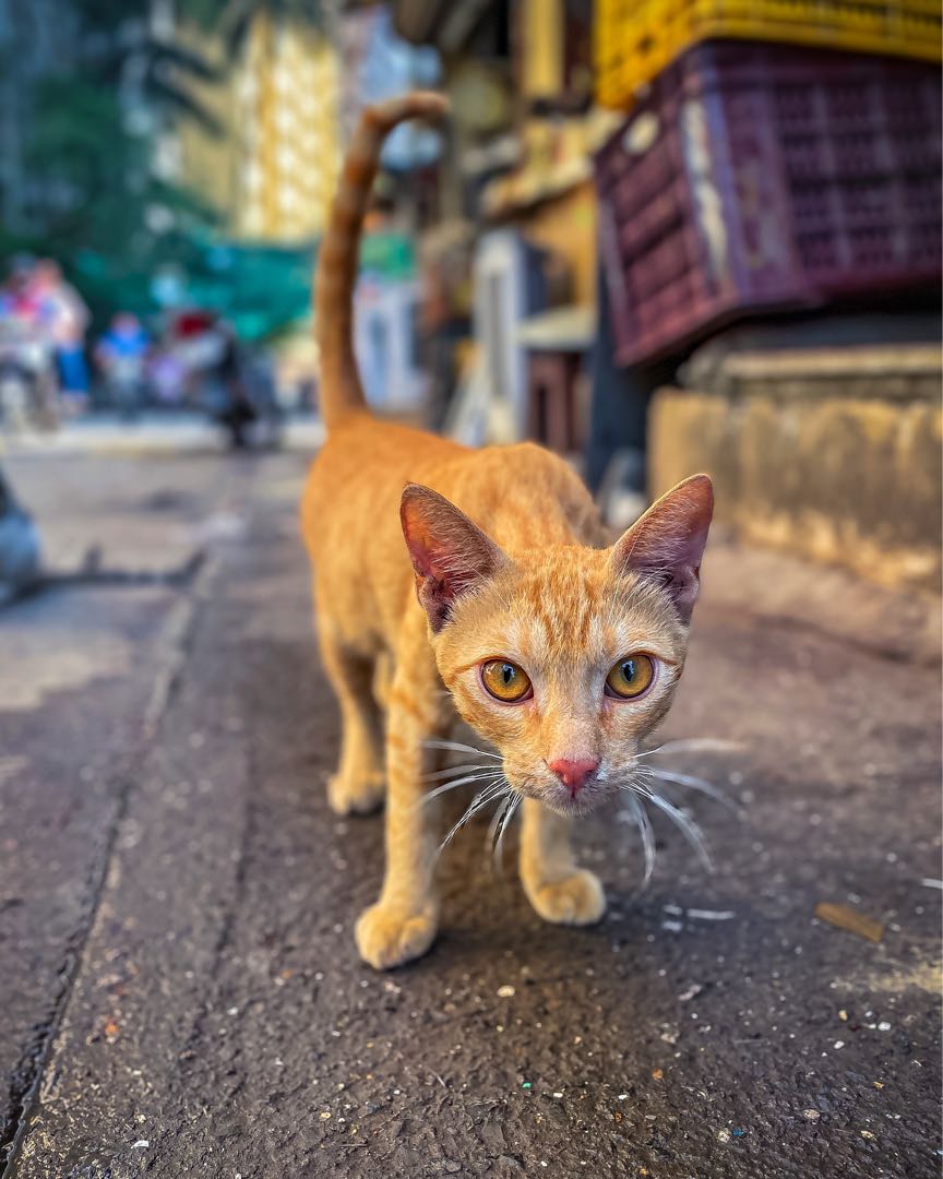 🐈