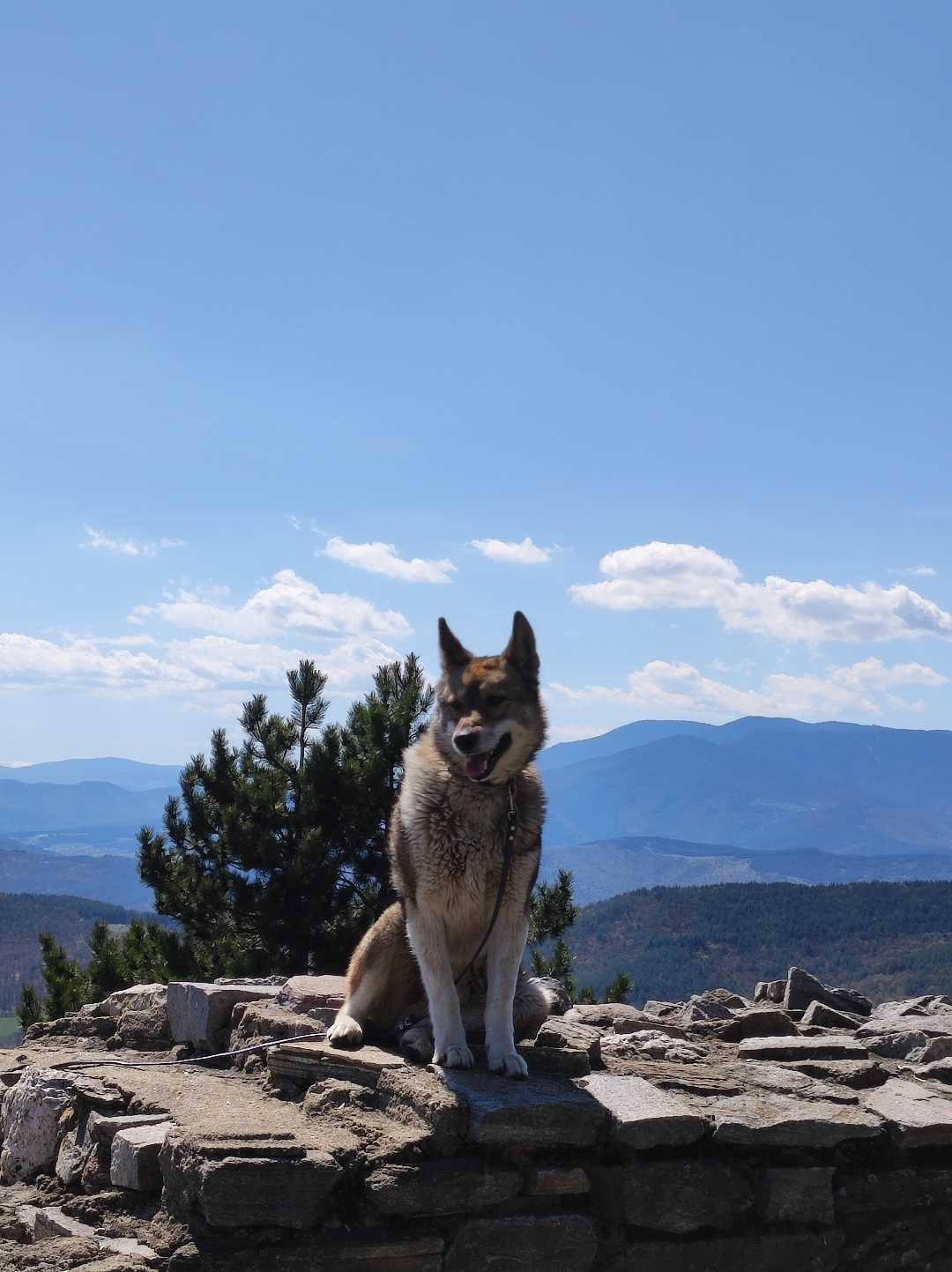cute dog, with this view from above 🤗💯