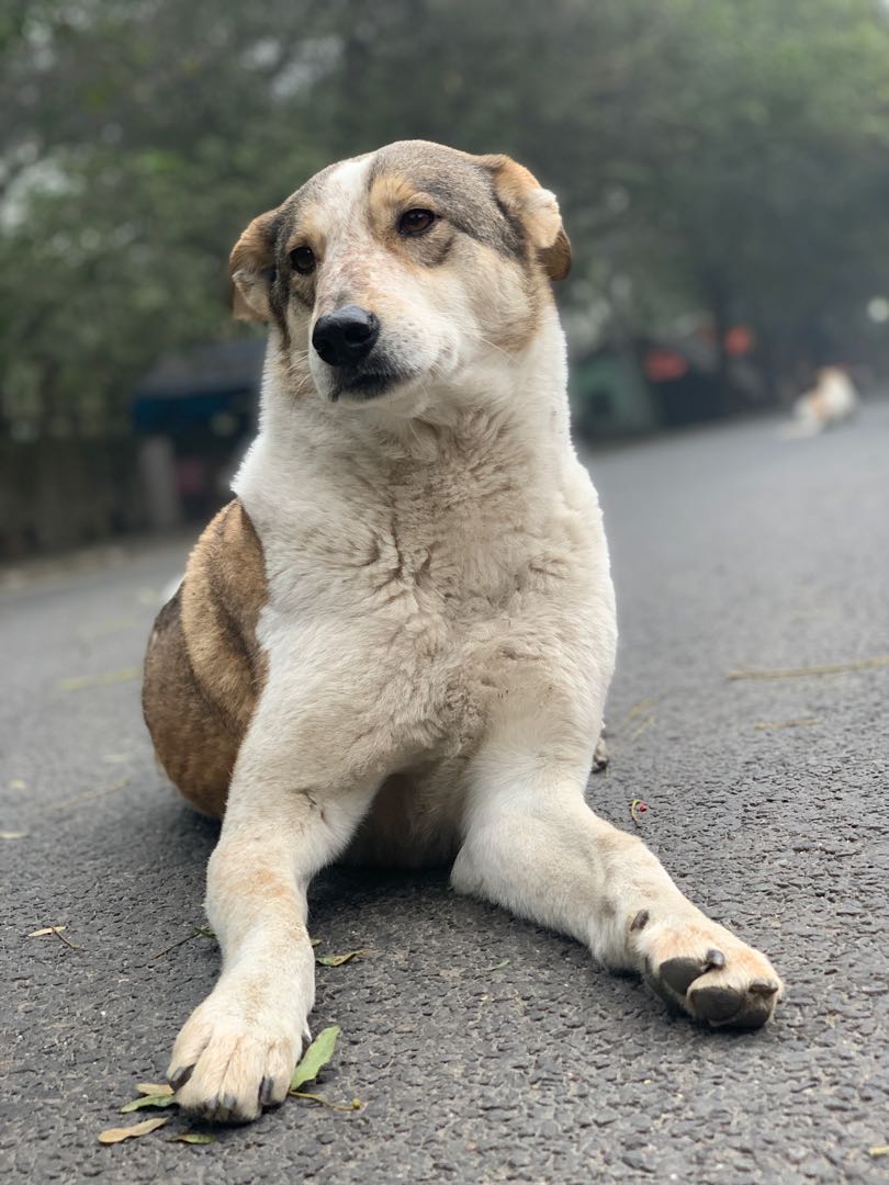 only one photo please - woof woof 🐶 