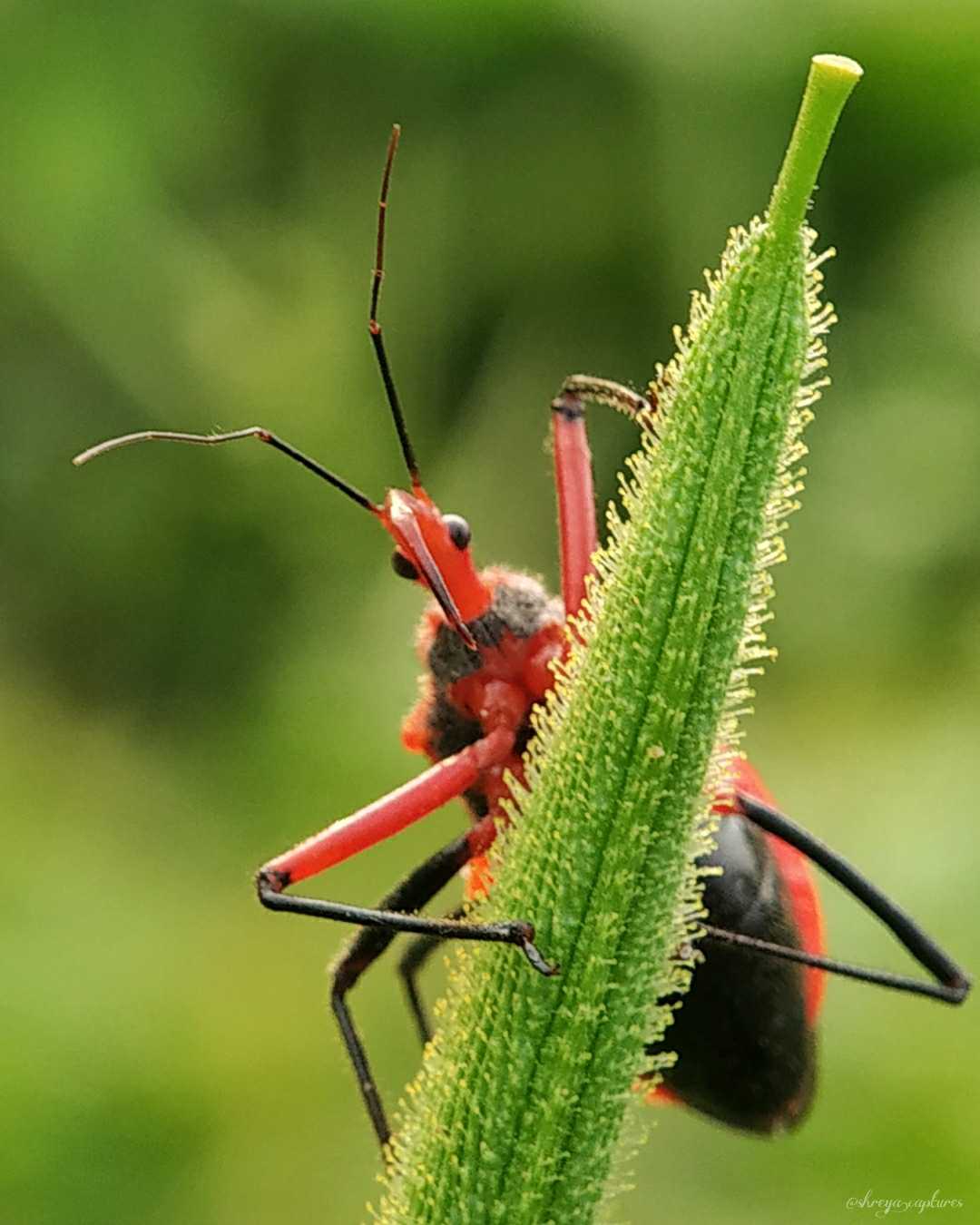 Assassin Bug