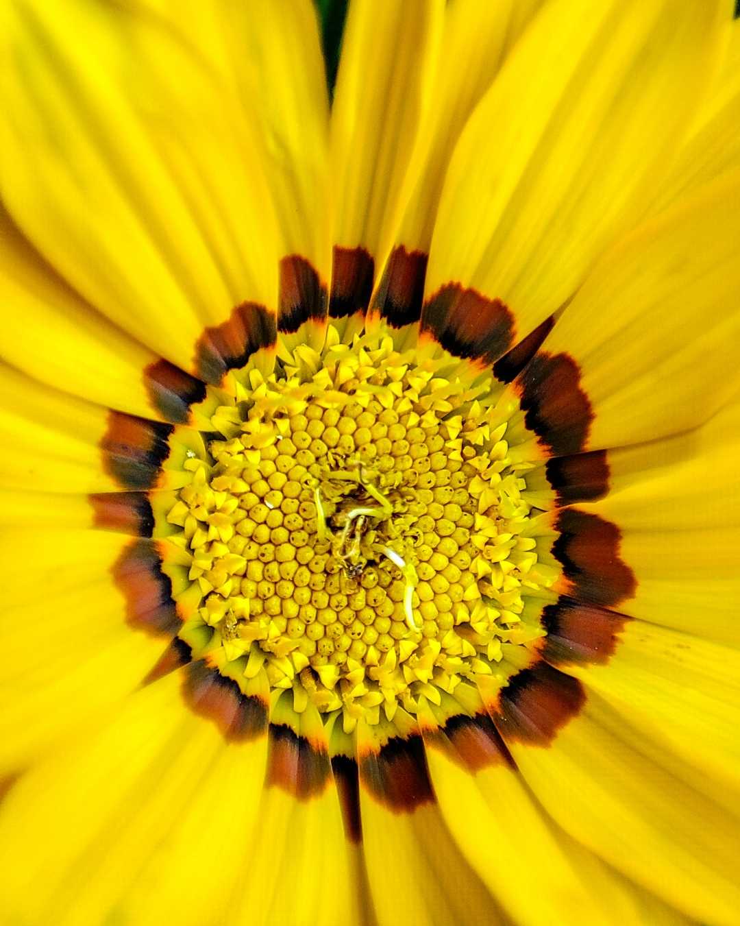 Macro