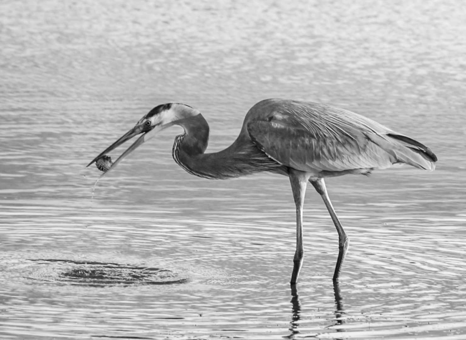 Egret

