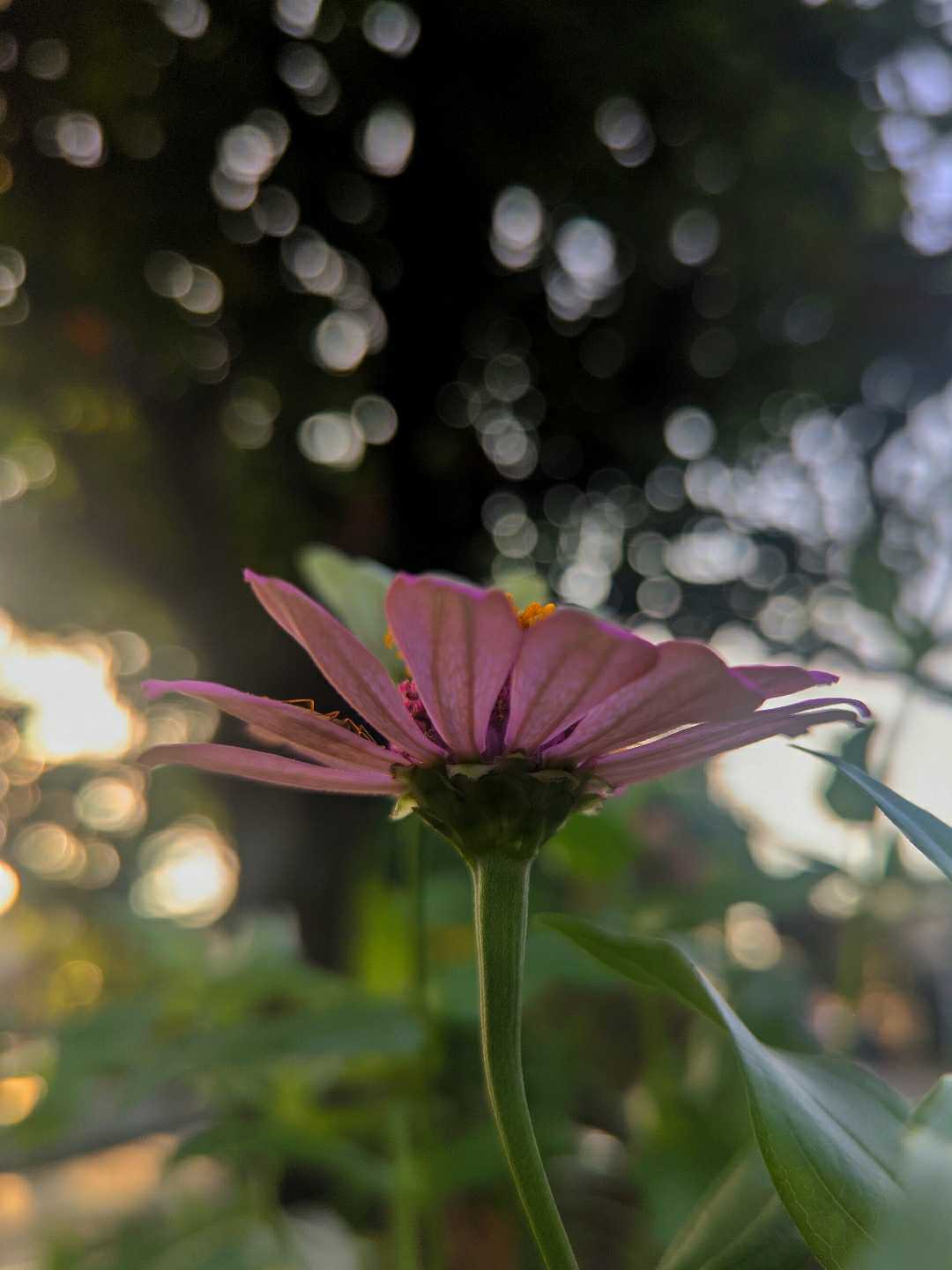 Zinnia